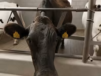 Kuh, Holstein-Rasse — Foto 5