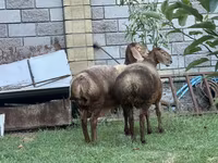 Oveja, Arashan sheep — foto 2