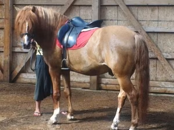 公马, Bashkir horse — 俄罗斯