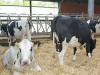 母牛, Holstein breed — 照片 4