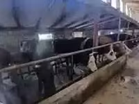 गाय, गोलस्टीन नस्ल — फ़ोटो 3
