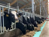 母牛, Holstein breed — 照片 2