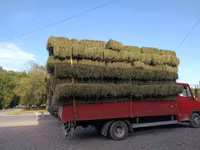 Кастра Кастра Сено в тюках (луговое/разнотравье) - Заготовка текущего — photo 4