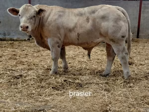 公牛, Charolais cattle