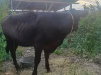 Cow, Cattle — photo 3