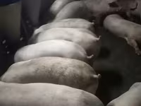 公猪, Pigs — 照片 4
