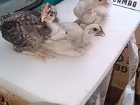 Chickens — Foto 1