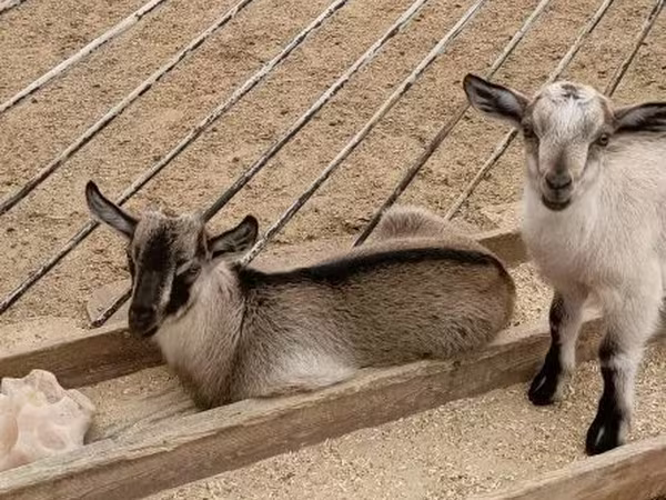 公山羊, Goats