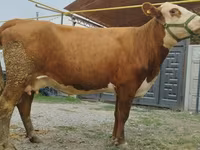 بقرة, Simmental cattle — الصورة 6