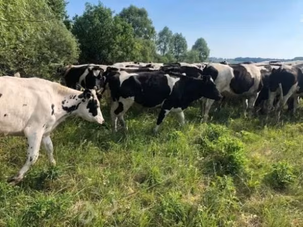母牛, Russian Black pied cattle