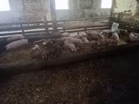 Sow, Pigs — photo 2