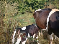 Toro, Raza Holstein — foto 2