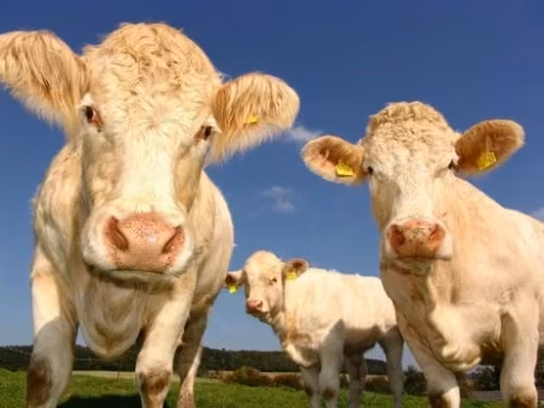 母牛, Russian Black pied cattle — 俄罗斯