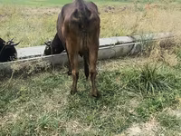 Cow, Cattle — photo 3