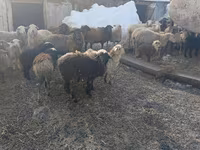 母羊, Romanov sheep — 照片 2