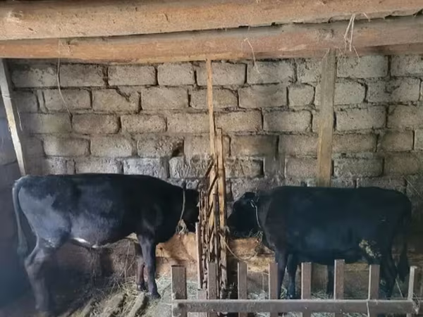 公牛, Cattle