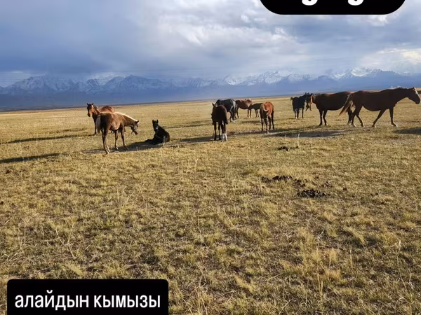 Кымыз, саамал, В розницу, Самовывоз, Бесплатная доставка, Платная доставка