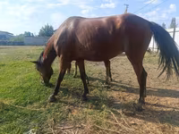 母马, Thoroughbred horse — 照片 7