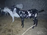 बकरा, Beetal goats — फ़ोटो 5