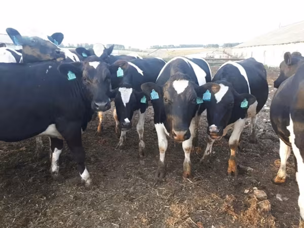 母牛, Russian Black pied cattle — 俄罗斯