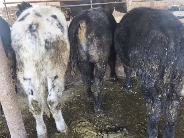 Belgian Blue