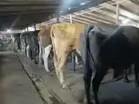गाय, गोलस्टीन नस्ल — फ़ोटो 8