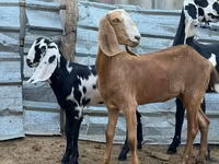 母山羊, Nubian Goat — 照片 4