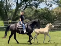母马, Rocky Mountain Horse — 照片 4