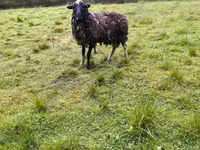 公羊, Hissar sheep — 照片 7