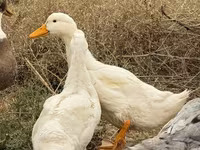 Ducks — الصورة 5