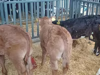 Bull, Cattle — photo 7