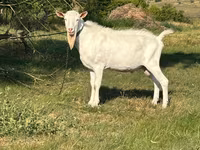 Cabro, Saanen goat — foto 3