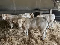 Bull, Charolais cattle — photo 2