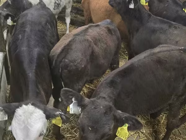 公牛, Cattle