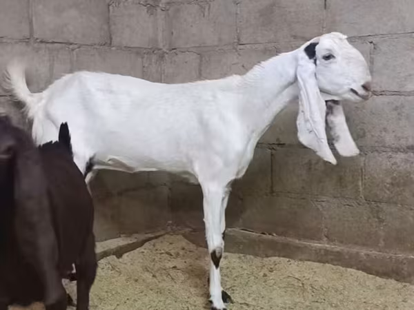 Goat, Kamori goats