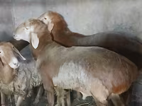 मेढ़ा, Arashan sheep — फ़ोटो 5