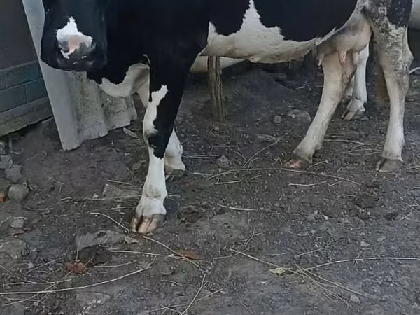母牛, Holstein breed