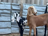 母山羊, Nubian Goat — 照片 2