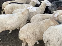 母羊, Sheep — 照片 2