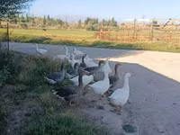 Geese — 照片 1