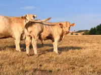 公牛, Charolais cattle — 照片 1