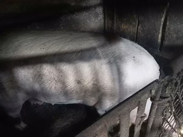 Sow, Pigs