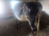 母牛, Cattle — 照片 5