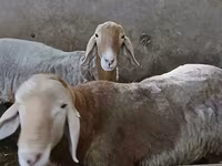 मेढ़ा, Arashan sheep — फ़ोटो 6