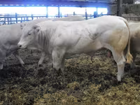 公牛, Blonde d’Aquitane cattle — 照片 6