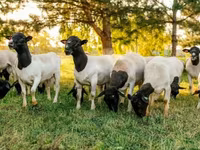 كبش, Dorper sheep — الصورة 3