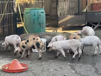 母猪, Pigs — 照片 5