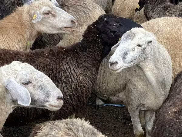 母羊, Sheep