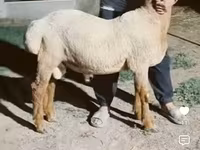 मेढ़ा, Arashan sheep — फ़ोटो 2