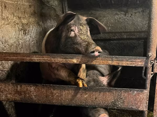母猪, Pigs